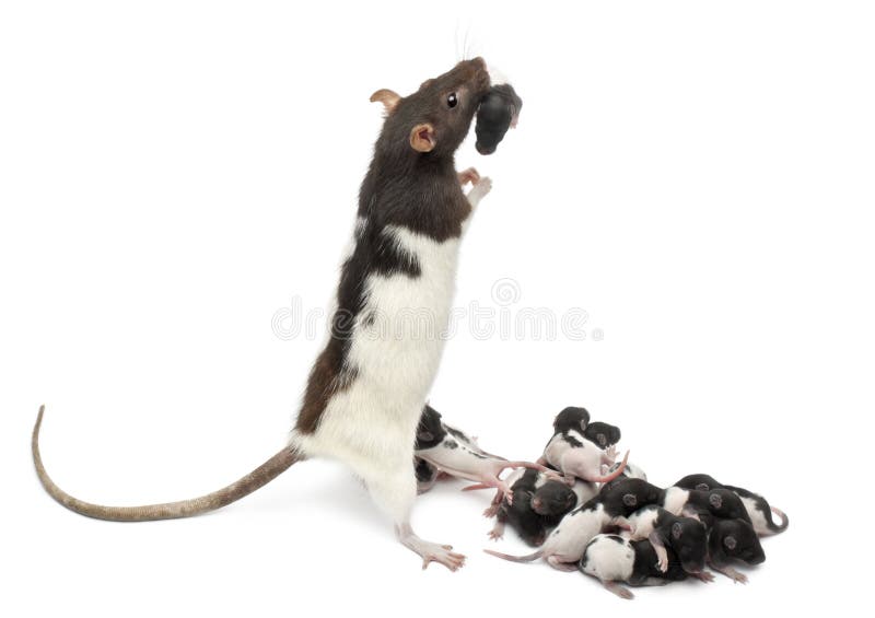 Fancy rat taking care of its babies