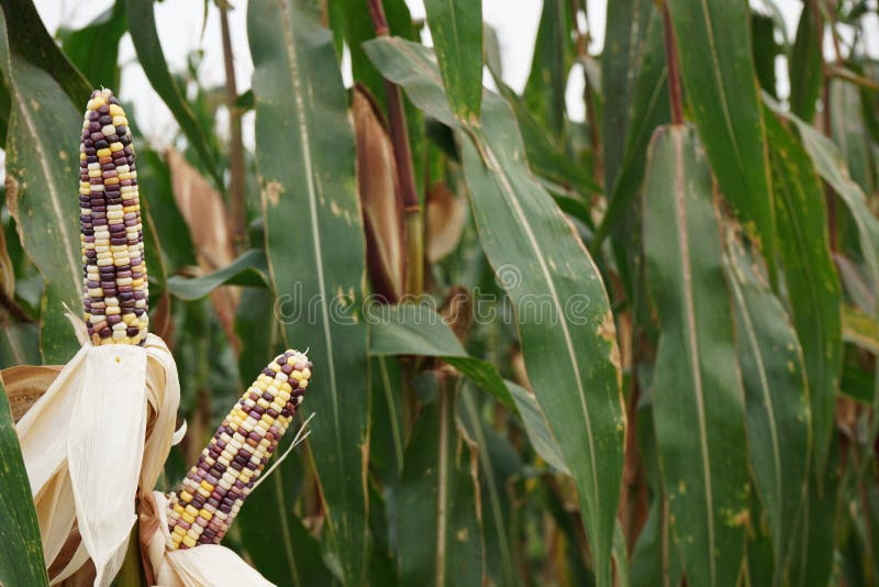 Fancy white, purple and yellow waxy corn crop at harvesting stage royalty free stock images Fancy white, purple and yellow waxy corn crop at harvesting stage royalty free stock images