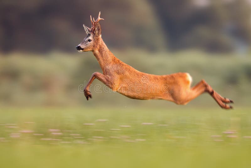 Corça na natureza selvagem em um campo