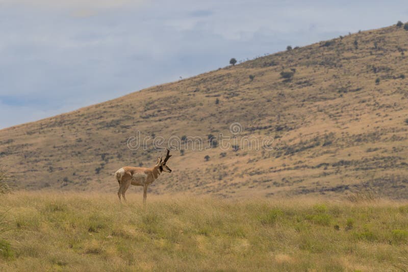 Fanfarrão do antílope de Pronghorn. Um fanfarrão agradável do antílope de pronghorn na pradaria