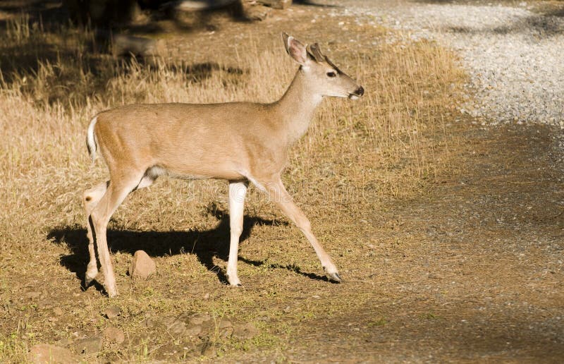Fanfarrão novo do blacktail imagem de stock Fanfarrão novo do blacktail imagem de stock