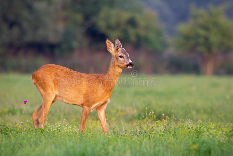 Fanfarrão novo dos cervos de ovas no verão em uma grama verde fresca fotos de stock Fanfarrão novo dos cervos de ovas no verão em uma grama verde fresca fotos de stock