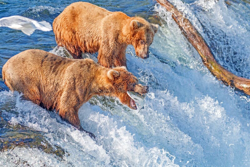 Fangender springender Lachs des Braunbären in der mittleren Luft an den Bächen fällt, Nationalpark Katmai, Alaska stockfoto Fangender springender Lachs des Braunbären in der mittleren Luft an den Bächen fällt, Nationalpark Katmai, Alaska stockfoto