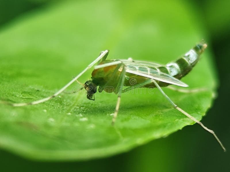 Fango di Chironomide delicato su una foglia verde. Chiusura dettagliata di una mosca che non morde. immagini stock
