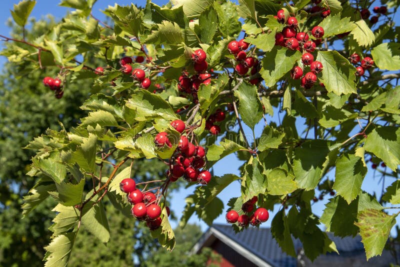 Fanleaf hawthorn berries in autumn, Crataegus flabellata. Fanleaf hawthorn berries in autumn, Crataegus flabellata