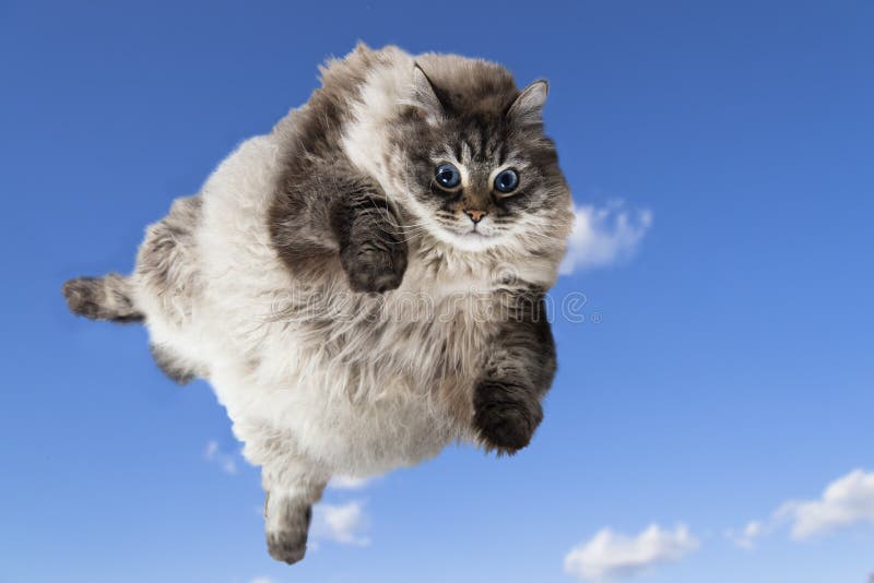 Fanny fat cat levitate in blue sky