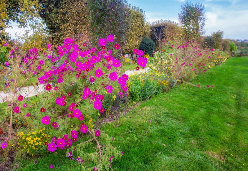 Fantásticas Flores Rosas En El Jardín De Plantas En París . Otoño En Francia Imagen de archivo - Imagen de octubre, asombroso: 196152839 Fantásticas Flores Rosas En El Jardín De Plantas En París . Otoño En Francia Imagen de archivo - Imagen de octubre, asombroso: 196152839