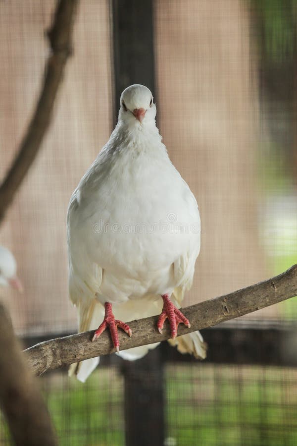 Fantail de duif is populair ras van buitensporige duif Fantails worden vaak gebruikt door duifvliegers in opleiding van postduive stock afbeelding Fantail de duif is populair ras van buitensporige duif Fantails worden vaak gebruikt door duifvliegers in opleiding van postduive stock afbeelding