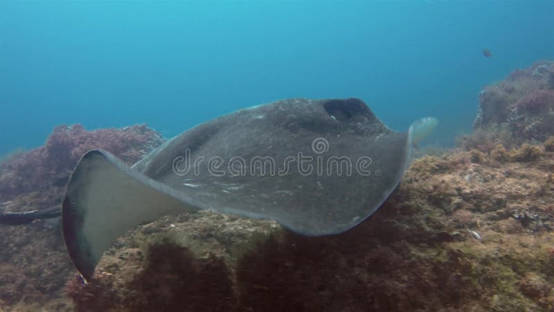 Fantail Stingray Cowtail Sting Ray of geblotste Fantail Bull Ray Sluiten en zwemmen