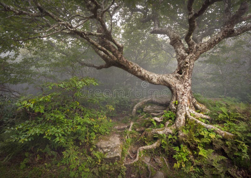 Fantasia spettrale di NC della nebbia della foresta dell'albero terrificante di favola immagini stock libere da diritti Fantasia spettrale di NC della nebbia della foresta dell'albero terrificante di favola immagini stock libere da diritti
