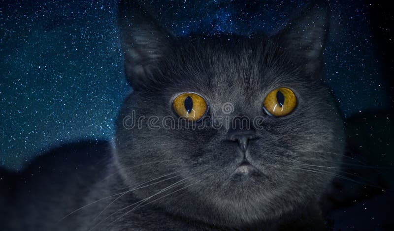 Fantasibegrepp av en svart gullig katt på bakgrunden av den härliga stjärnklara himlen av natten arkivfoton Fantasibegrepp av en svart gullig katt på bakgrunden av den härliga stjärnklara himlen av natten arkivfoton