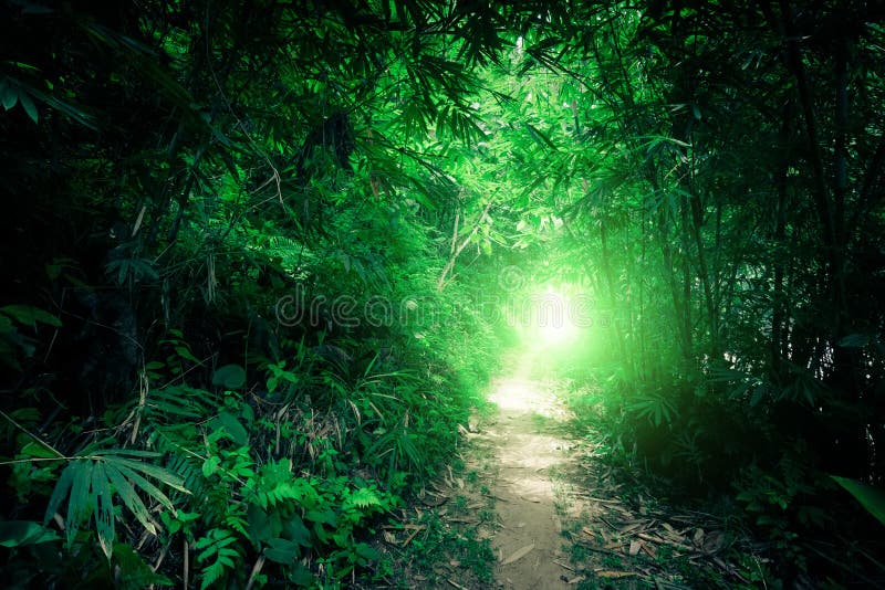 Fantasy landscape of tropical jungle forest with tunnel and path way through lush. Fantasy landscape of tropical jungle forest with tunnel and path way through lush