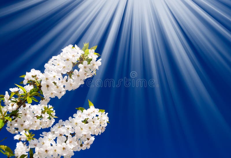 Fantastic beams above image of blooming cherry.