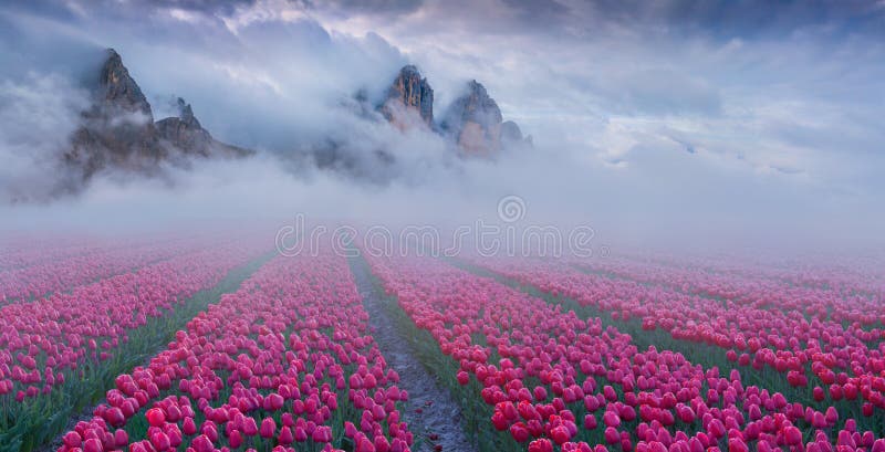 Fantastic spring landscape with tulip fields cultivated outdoo