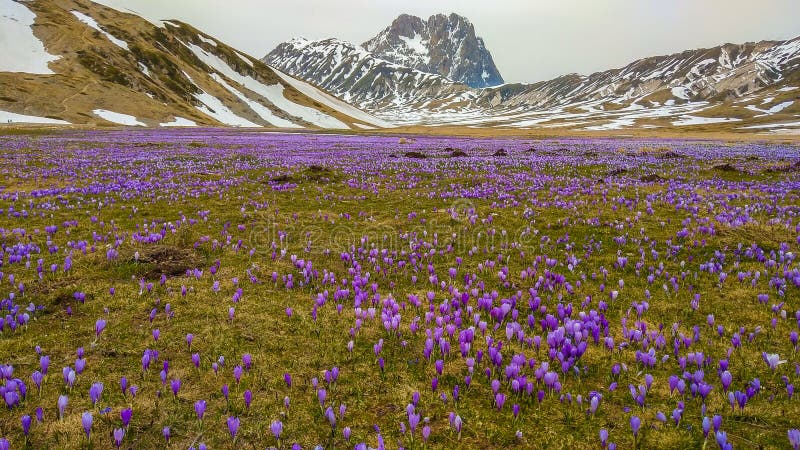 Fantastic view of Campo Imperatore with flowering of crocus vernus, Gran Sasso, Abruzzo