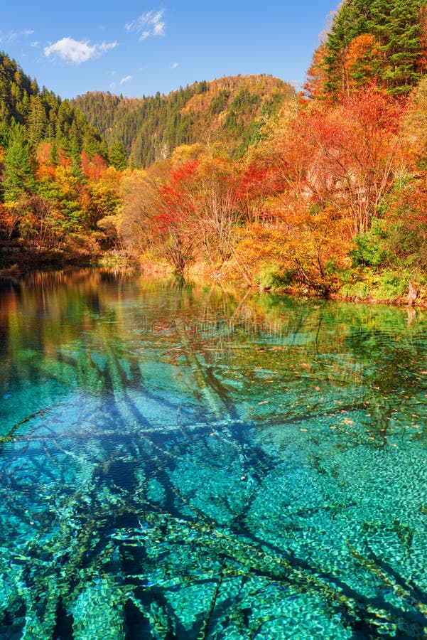 Submerged Fallen Trees In Azure Water Of The Five Flower Lake Stock