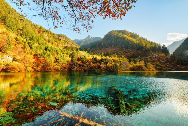 Submerged Fallen Trees in Azure Water of the Five Flower Lake Stock ...