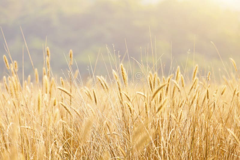 Fantastic wheat field under sunshine