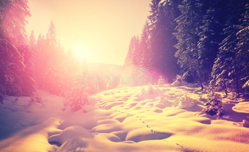 Fantastic wintry view. winter forest glowing at sunlight. picturesque unusual scene. royalty free stock image Fantastic wintry view. winter forest glowing at sunlight. picturesque unusual scene. royalty free stock image