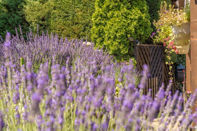 Fantastically mooie tuin met lavendel en hangende bloemen stock afbeeldingen Fantastically mooie tuin met lavendel en hangende bloemen stock afbeeldingen
