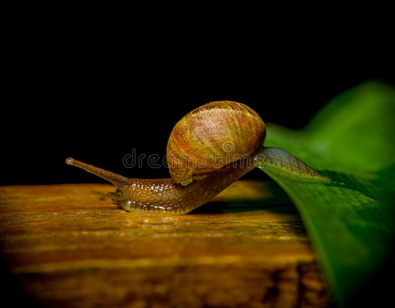Fantastisch schot van donkere gekleurde slak voltooiing stock foto Fantastisch schot van donkere gekleurde slak voltooiing stock foto