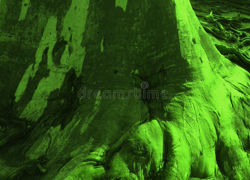 Fantastisch schöner Stamm eines Eukalyptus in der grünen Farbe stockfotos Fantastisch schöner Stamm eines Eukalyptus in der grünen Farbe stockfotos