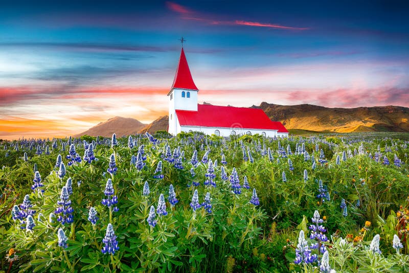 Fantastische zonsondergangmening van de christelijke kerk van Vikurkirkja in bloeiende lupinebloemen royalty-vrije stock afbeelding Fantastische zonsondergangmening van de christelijke kerk van Vikurkirkja in bloeiende lupinebloemen royalty-vrije stock afbeelding