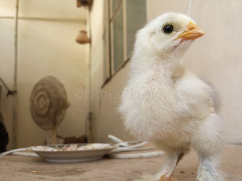 Fantastisches Küken lizenzfreies stockfoto Fantastisches Küken lizenzfreies stockfoto