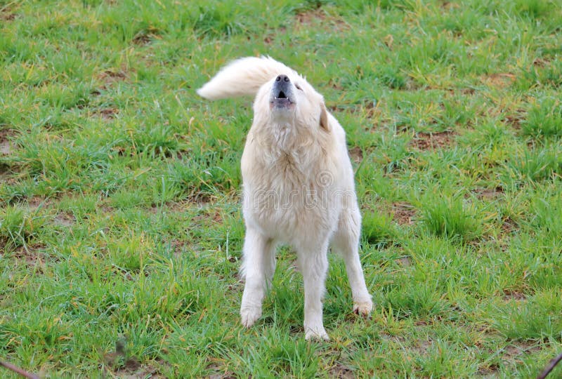 Full front view of a Great Pyrenees or Pyrs that is a  mellow companion and vigilant guardian of home and family. Full front view of a Great Pyrenees or Pyrs that is a  mellow companion and vigilant guardian of home and family.