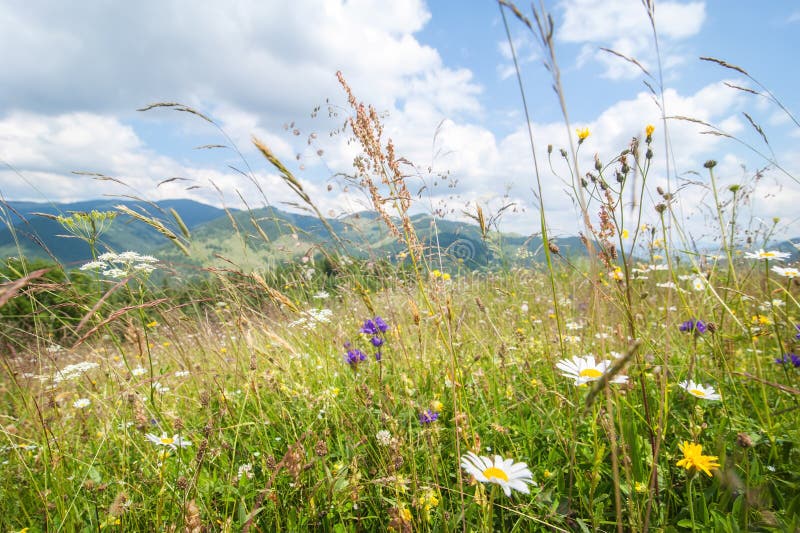 Amazing sunny day in mountains. Summer meadow with wildflowers under blue sky. Nature background and lanscape. Amazing sunny day in mountains. Summer meadow with wildflowers under blue sky. Nature background and lanscape