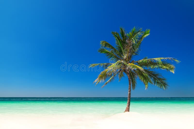 Fantastisk tropisk strand med palmträdet, vit sand och turkoshavet arkivbild Fantastisk tropisk strand med palmträdet, vit sand och turkoshavet arkivbild