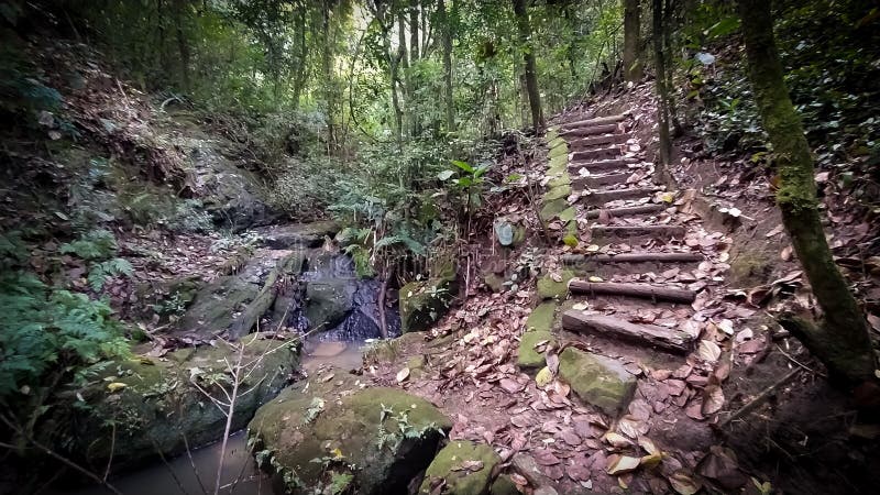 Fantastisk väg att gå i skogen i brazilian-skogen arkivfoto