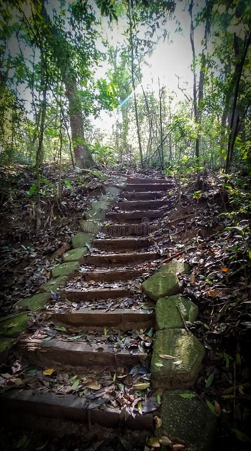 Fantastisk väg att gå i skogen i brazilian-skogen arkivfoton