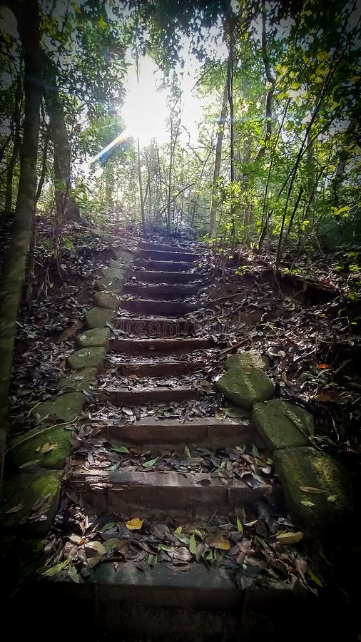 Fantastisk väg att gå i skogen i brazilian-skogen royaltyfri foto