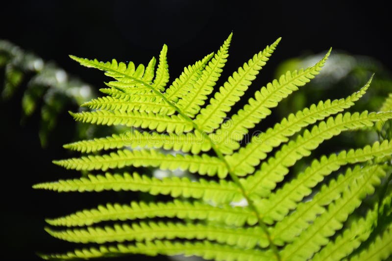 Fantasy conte de fées magique forêt ensoleillé lumière du soir à travers les branches des arbres. arbres magiques dans une zone boisée. brume aux plantes couchées mousse et herbe dans la forêt 3D illustration