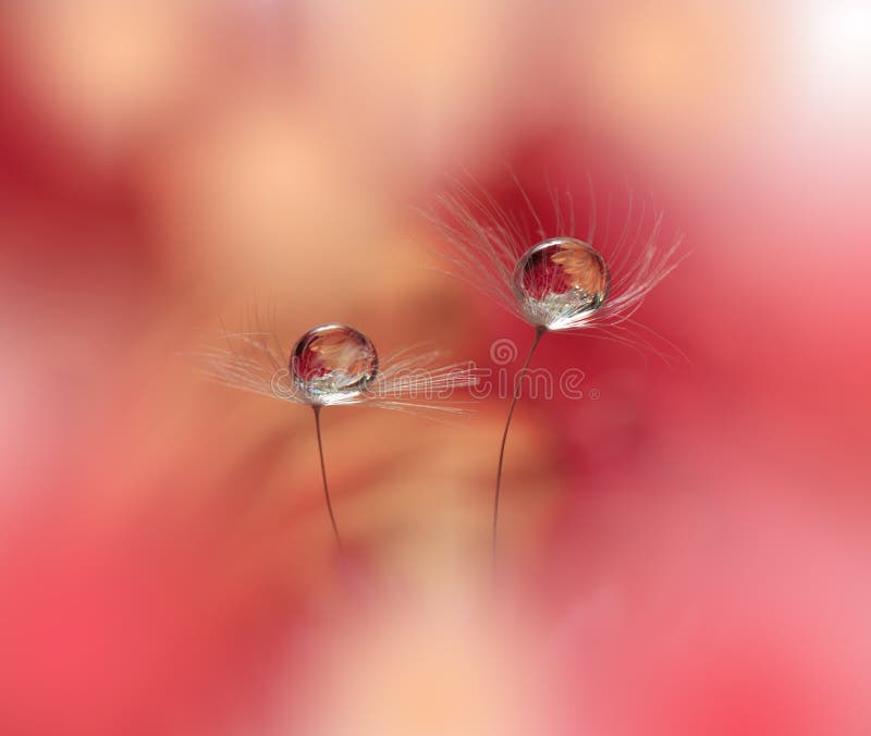 Abstract macro photo with water drops.Artistic Background for desktop. Magic Floral Art.Creative Wallpaper.Flower,pastel tones. stock photo Abstract macro photo with water drops.Artistic Background for desktop. Magic Floral Art.Creative Wallpaper.Flower,pastel tones. stock photo