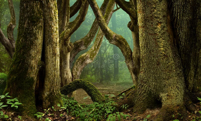 Fantasy forest with mossy crooked  trees