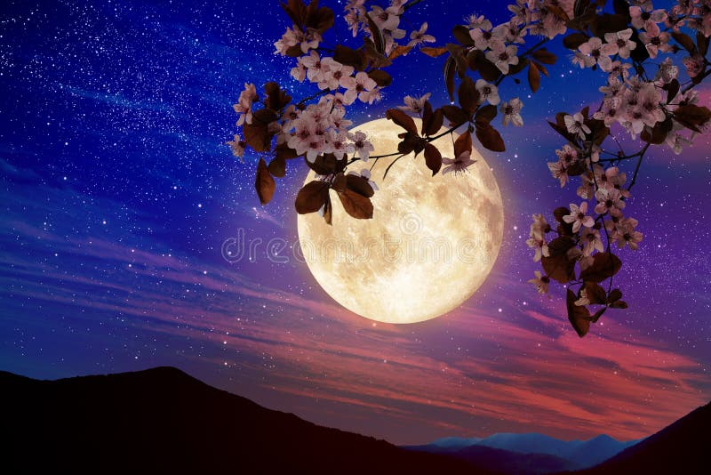 Fantasy Night Blossoming Cherry Tree Branch And Starry Sky With Full