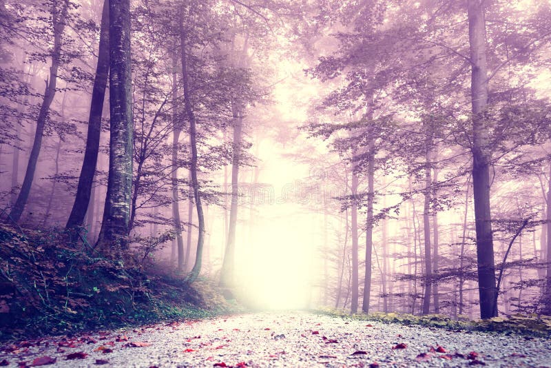 Fantasy purple color foggy forest road