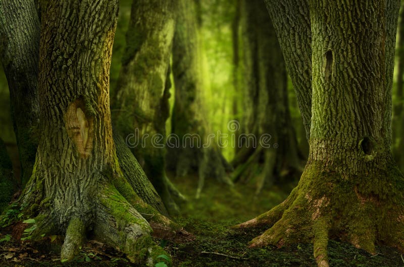 Mysterious dark forest, old hollowed trees with massive mossy roots