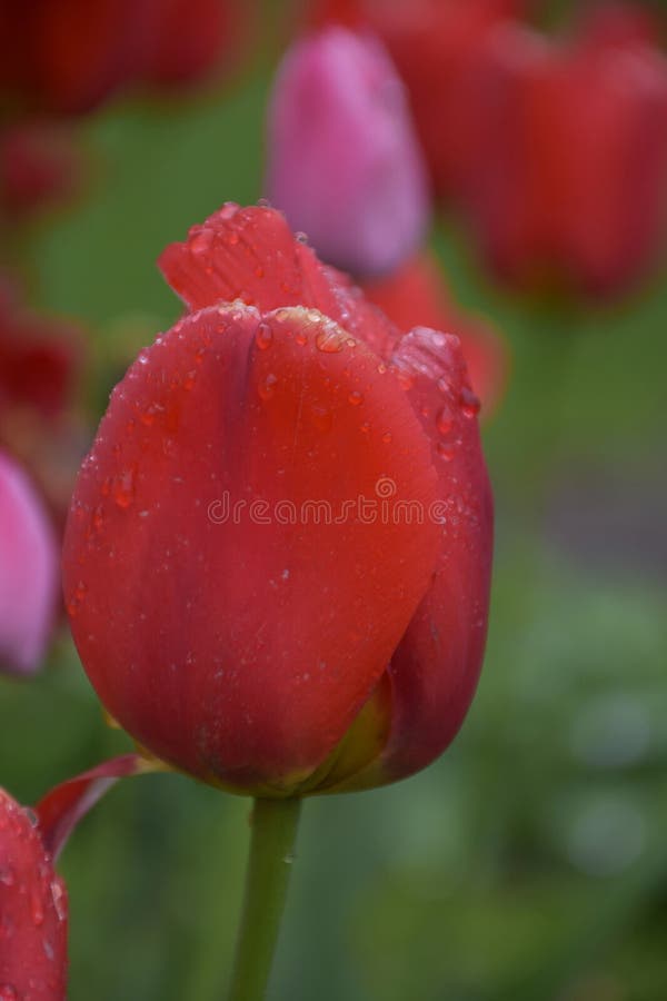 Fantástica explosión de tulipanes rojos con gotas de excremento fotos de archivo libres de regalías Fantástica explosión de tulipanes rojos con gotas de excremento fotos de archivo libres de regalías