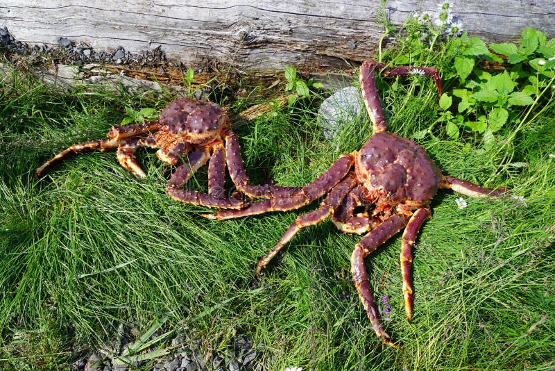 Two Grass Crabs stock image. Image of black, background 25784777