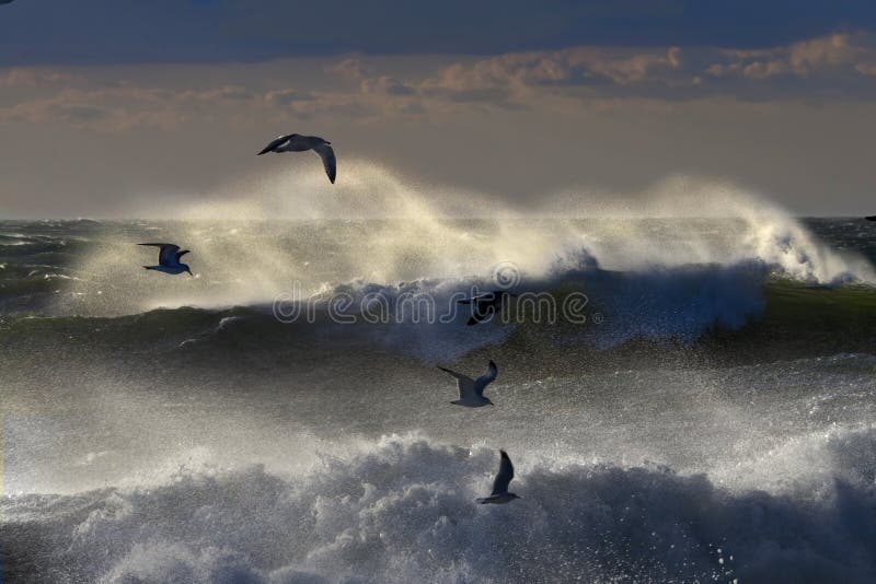 Far Rockaway Beach stock image. Image of seagull, beach 10783067