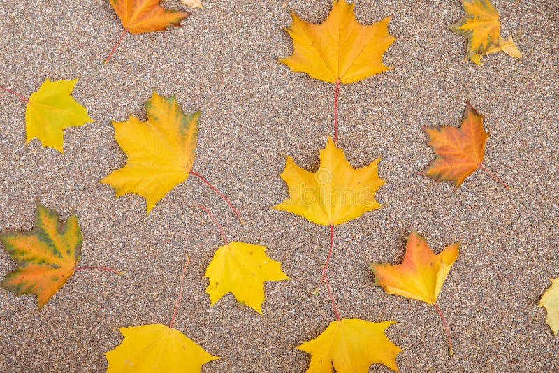 Farbenfrohe gefallene Ahornblätter. Herbstblattfall. Begriff stockfoto