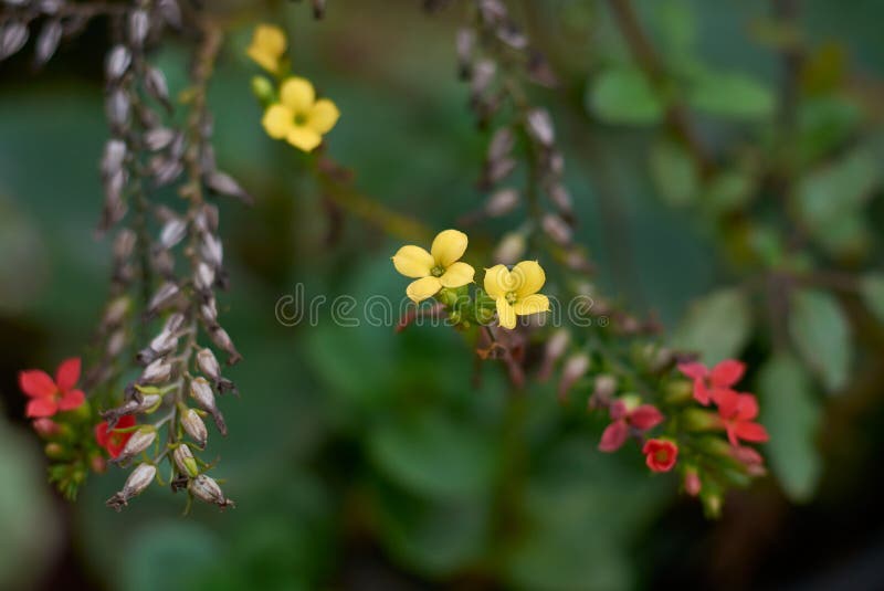 Farbenfrohe Kalanchoenblumen im Garten stockfotos