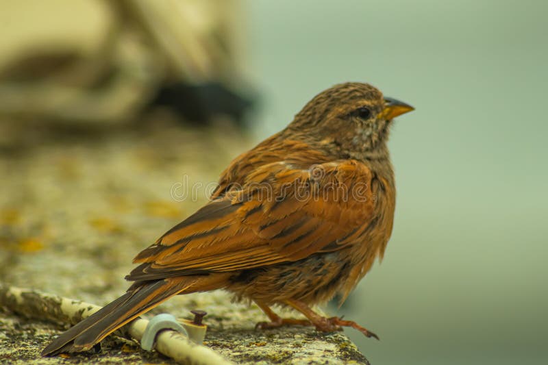 Farbenfrohe Naturfarben auf dem Untergrund und dem Schwanz eines kleinen Vogels, der wie ein gewöhnlicher Spatzen aussieht, der au stockfotografie