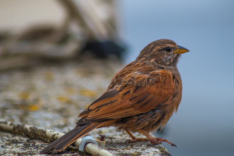 Farbenfrohe Naturfarben auf dem Untergrund und dem Schwanz eines kleinen Vogels, der wie ein gewöhnlicher Spatzen aussieht, der au lizenzfreies stockfoto