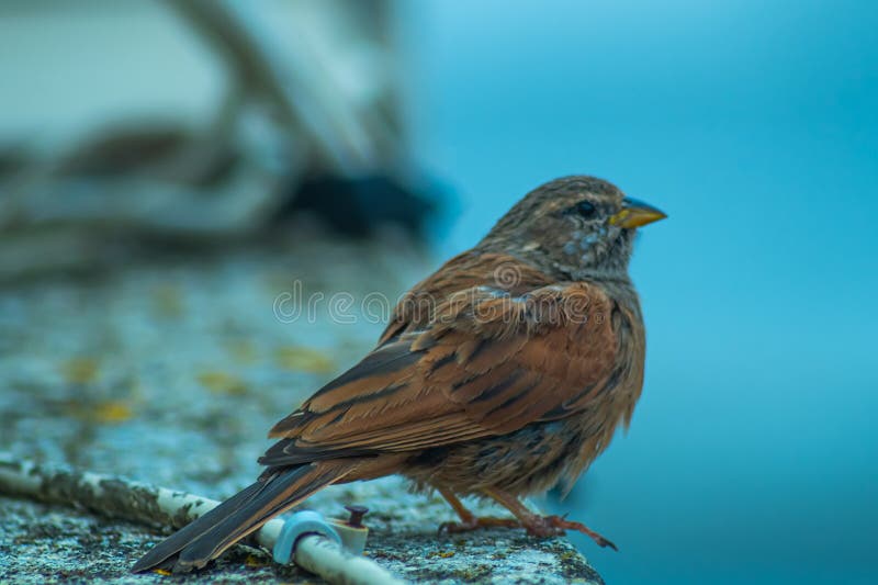 Farbenfrohe Naturfarben auf dem Untergrund und dem Schwanz eines kleinen Vogels, der wie ein gewöhnlicher Spatzen aussieht, der au lizenzfreie stockfotografie