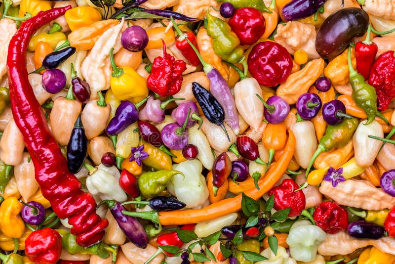 Farbige Ernte verschiedener Paprika. Köstlich, aber gewürzt, ist der Chili Pfeffer für Liebhaber starker Empfindungen reserviert! Es ist eine sehr leichte Jahrespflanze, in jeder Region wachsen zu können, vorausgesetzt man hat viel Sonnenschein