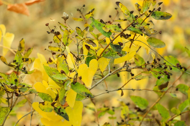 Farbige Herbstblätter Tapeten, schöne Natur Gelber und roter Hintergrund verschwommen stockfoto Farbige Herbstblätter Tapeten, schöne Natur Gelber und roter Hintergrund verschwommen stockfoto